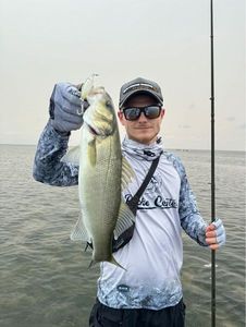 European Bass (Seabass)