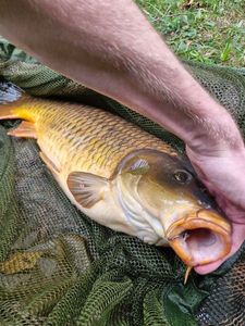 Common Carp