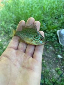 Pumpkinseed