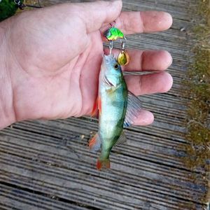 European Perch