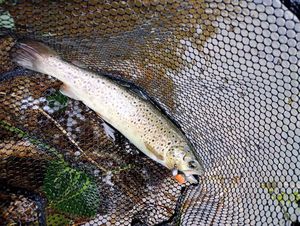 Brown Trout