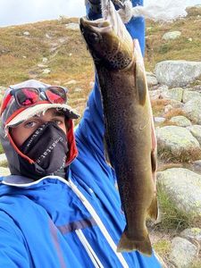 Brown Trout