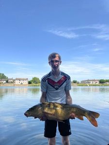 Common Carp