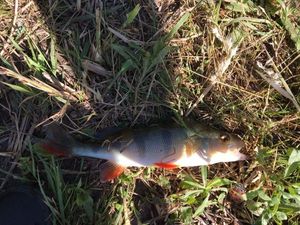 European Perch