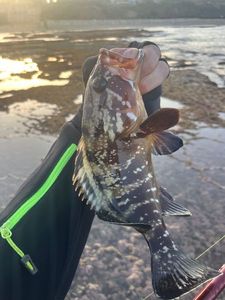 Red Grouper