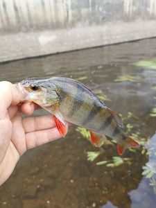 European Perch