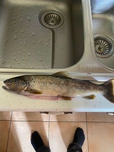 Brown Trout