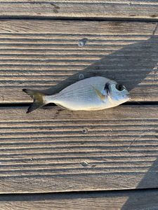 Gilthead Seabream