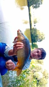 Mirror Carp