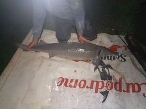 Sturgeon