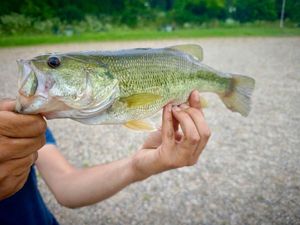 Largemouth Bass