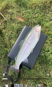 Rainbow Trout