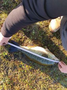 Largemouth Bass