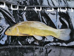 Tench