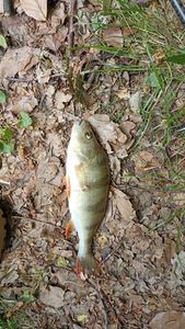 European Perch
