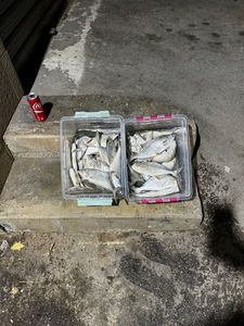 Leerfish (Garrick)