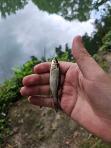 Roach