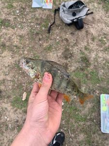 European Perch