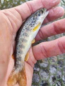 Brown Trout