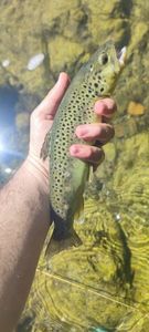 Brown Trout