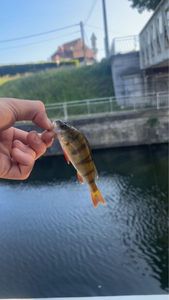 European Perch