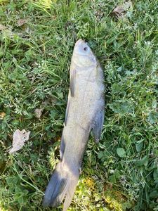 Tench