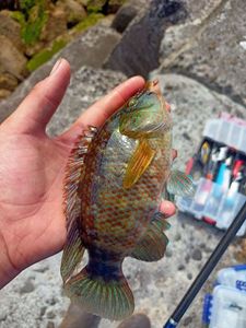 Coral Hind