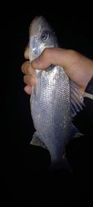 European Bass (Seabass)