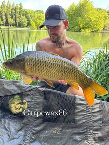 Common Carp