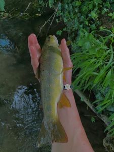 Brown Trout