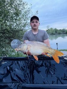 Mirror Carp