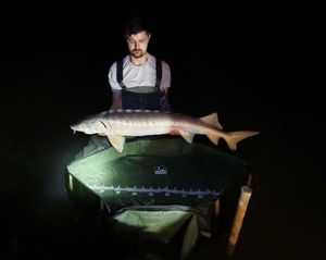 Sturgeon