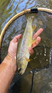 Brown Trout
