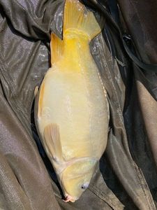 Mirror Carp