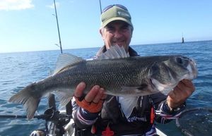 European Bass (Seabass)