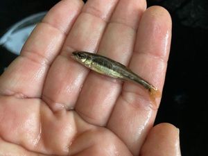 Common Minnow