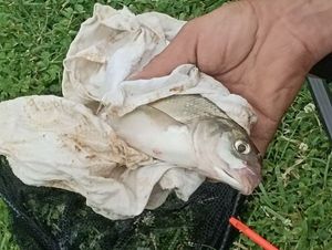 Common Bream
