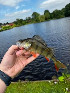 European Perch