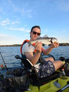 European Bass (Seabass)