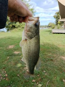 Largemouth Bass