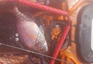 Red Porgy