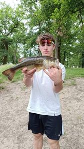 Largemouth Bass