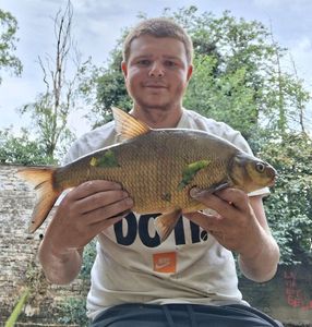 Common Bream