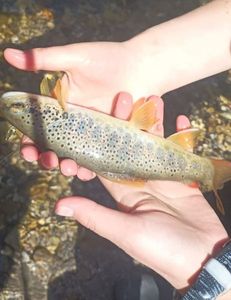 Brown Trout