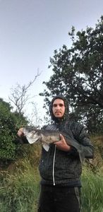 European Bass (Seabass)