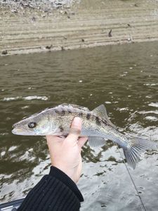 Zander