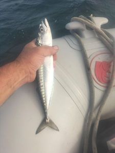 Mackerel