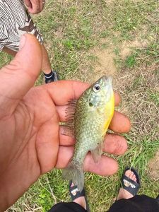 Green Sunfish