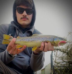 Brown Trout