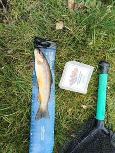 Brown Trout